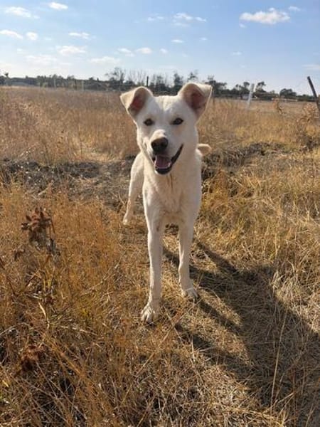 Karlo - Labbie-Mix sucht sein Zuhause