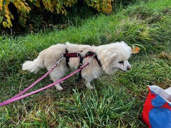 Hilde - wartet in 91083 Baiersdorf