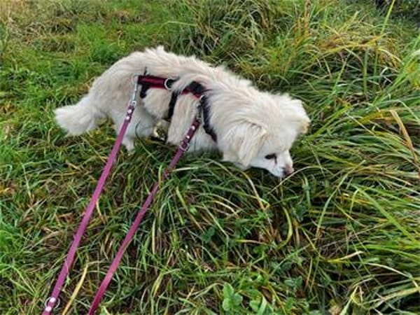 Hilde - wartet in 91083 Baiersdorf