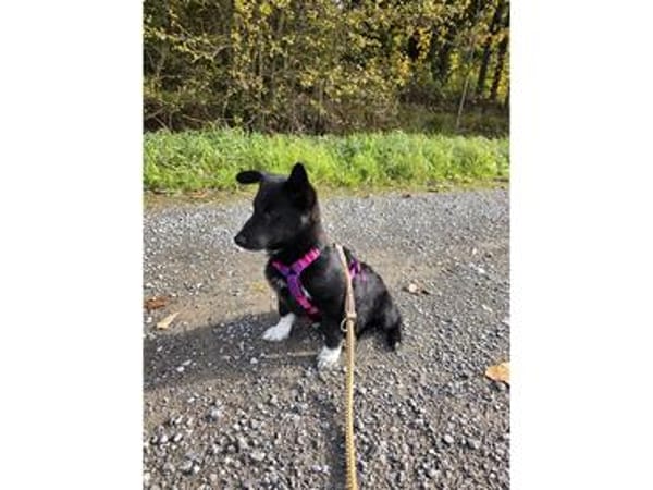 Rosaly - wartet in 97440 Werneck