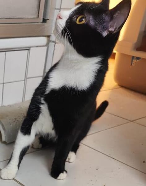 Traumkätzchen Milo sucht Für-immer-Zuhause