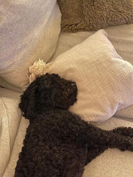 Charlie sucht ein liebevolles Zuhause