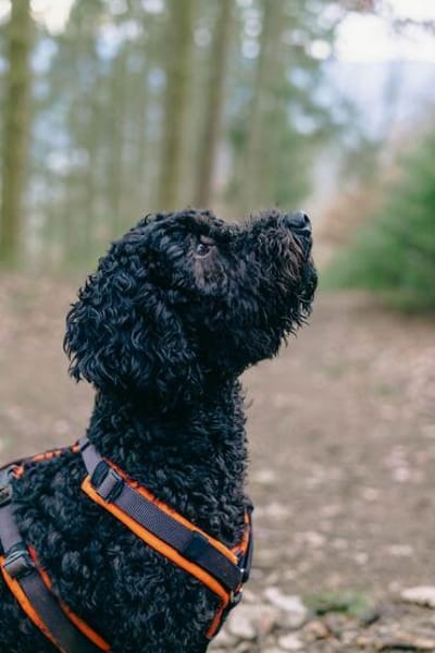 Charlie sucht ein liebevolles Zuhause