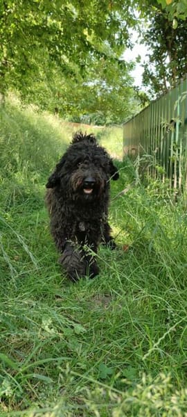 Charlie sucht ein liebevolles Zuhause