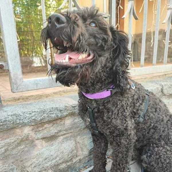 Charlie sucht ein liebevolles Zuhause