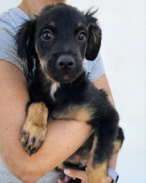 Niedlicher Monty sucht