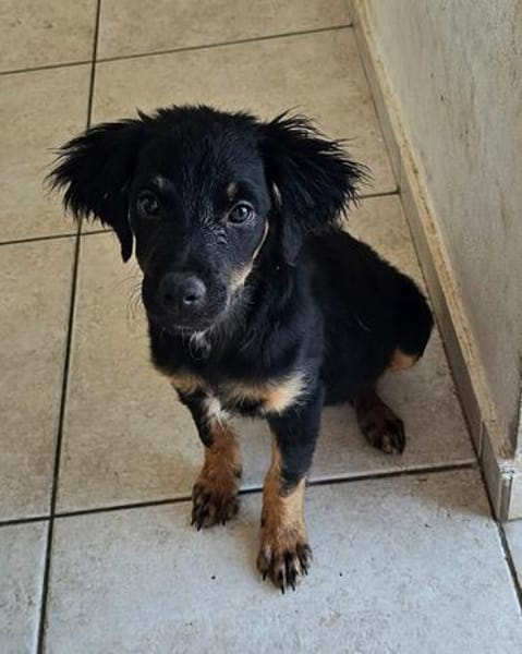Niedlicher Monty sucht