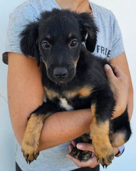 Niedlicher Monty sucht