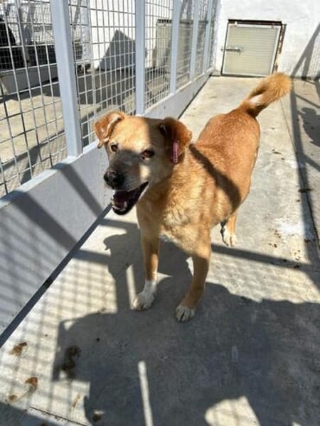 Senior Yakari sucht ein liebevolles Zuhause