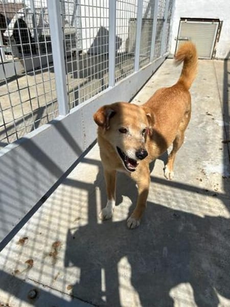 Senior Yakari sucht ein liebevolles Zuhause