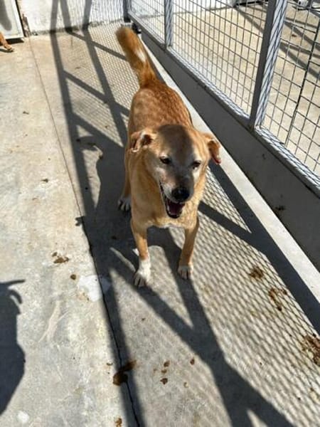Senior Yakari sucht ein liebevolles Zuhause