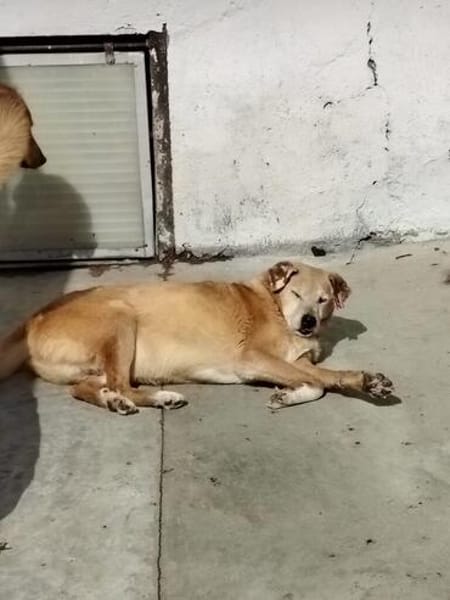 Senior Yakari sucht ein liebevolles Zuhause