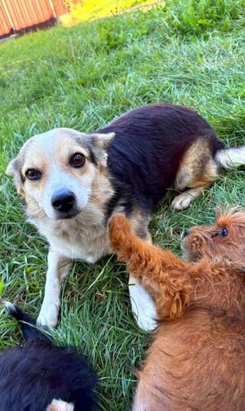 Lilli sucht ein warmes Körbchen