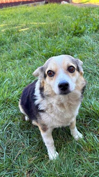 Lilli sucht ein warmes Körbchen