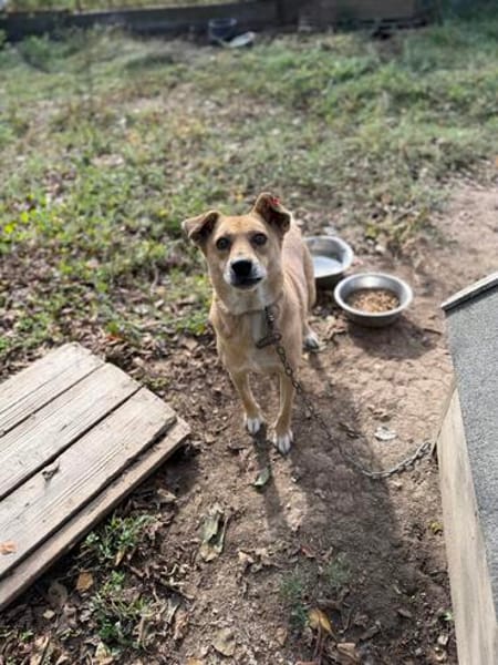 Levi sucht ein liebevolles Zuhause