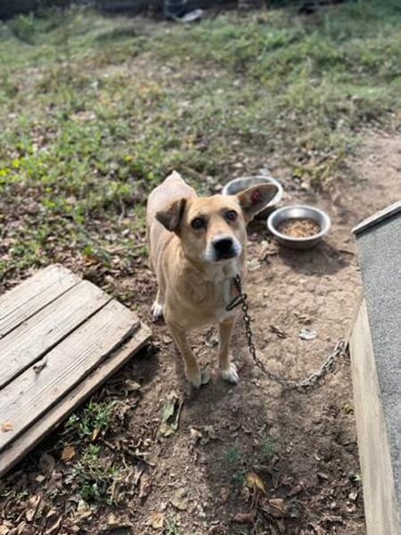 Levi sucht ein liebevolles Zuhause
