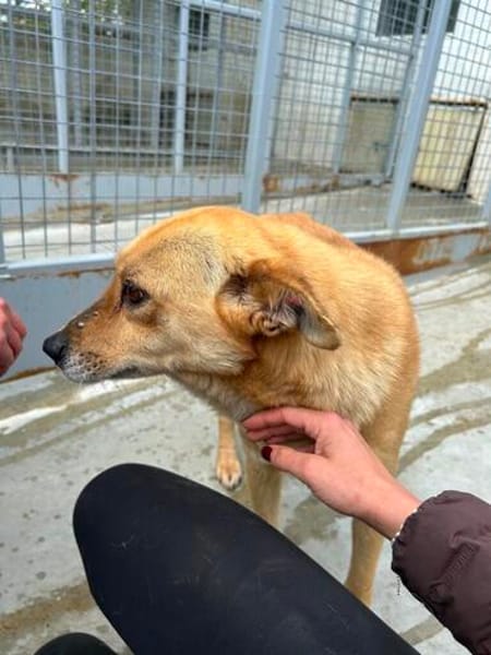 Levi sucht ein liebevolles Zuhause