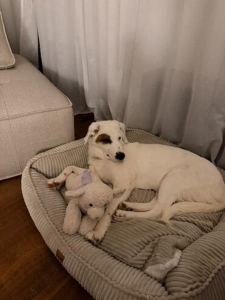 Aurora sucht ein liebevolles Zuhause