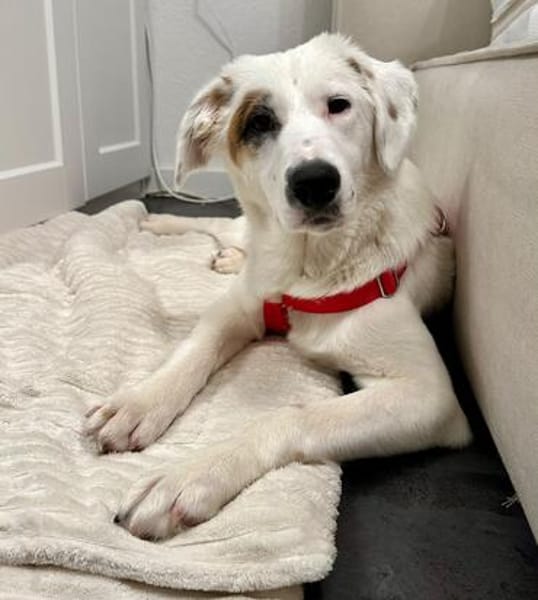 Aurora sucht ein liebevolles Zuhause