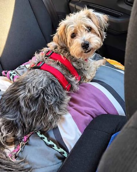JADE ❤ Yorkie Mix Hündin