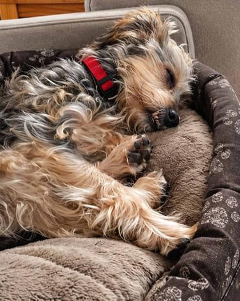 JADE ❤ Yorkie Mix Hündin