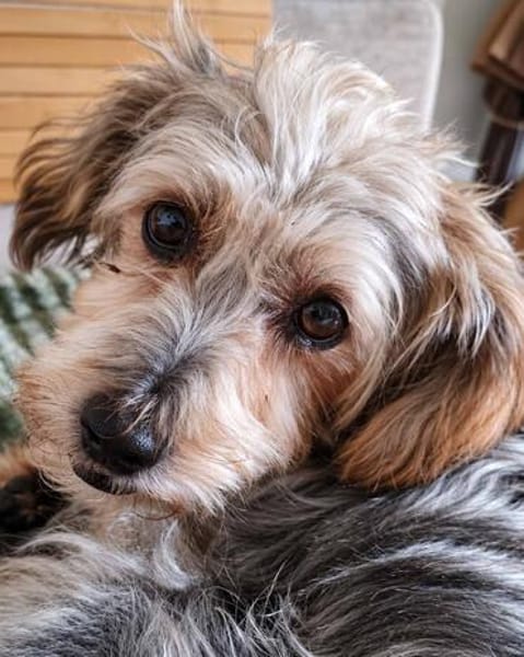 JADE ❤ Yorkie Mix Hündin