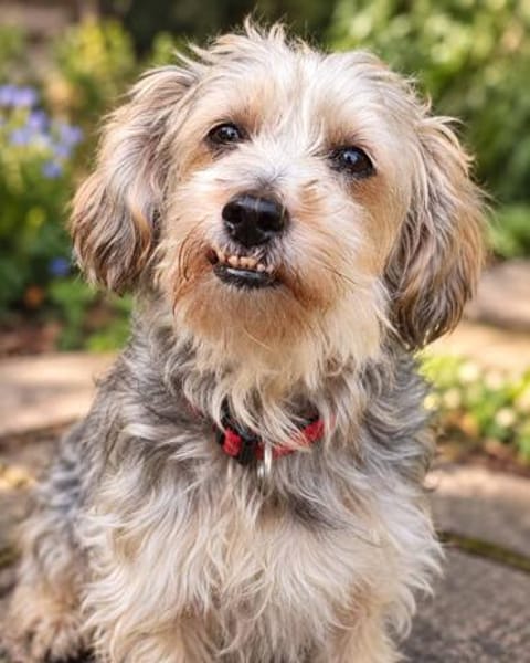 JADE ❤ Yorkie Mix Hündin