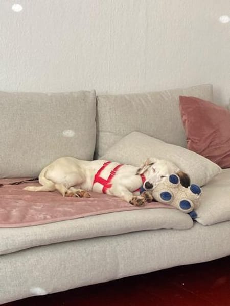 Olivia sucht ein liebevolles Zuhause