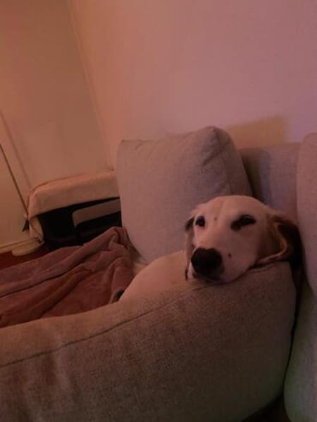 Olivia sucht ein liebevolles Zuhause