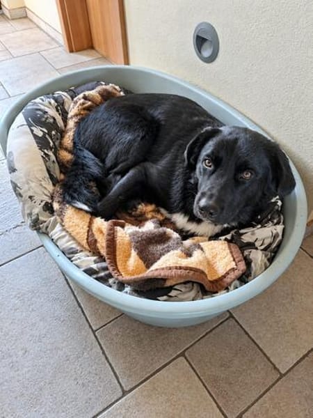 Milo sucht sein Für-immer-Zuhause!