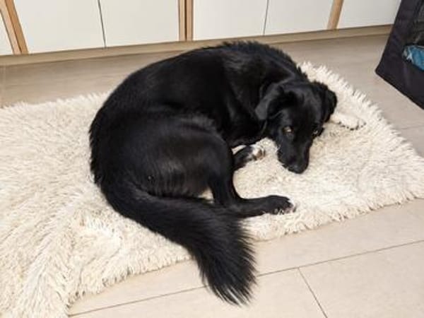 Milo sucht sein Für-immer-Zuhause!