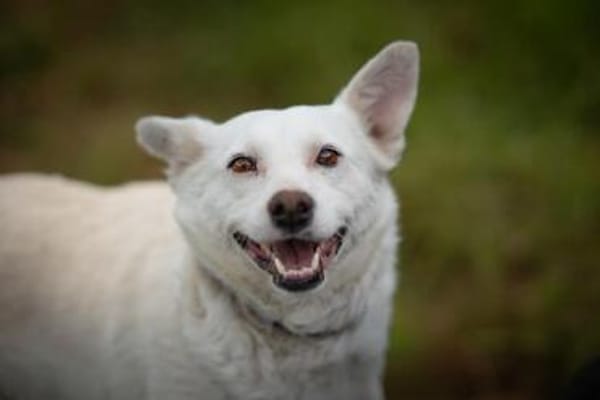 Fleur sucht ein liebevolles Zuhause