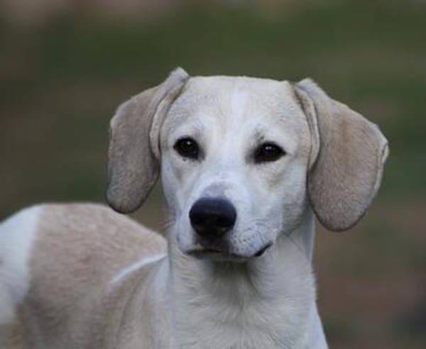 Lulu