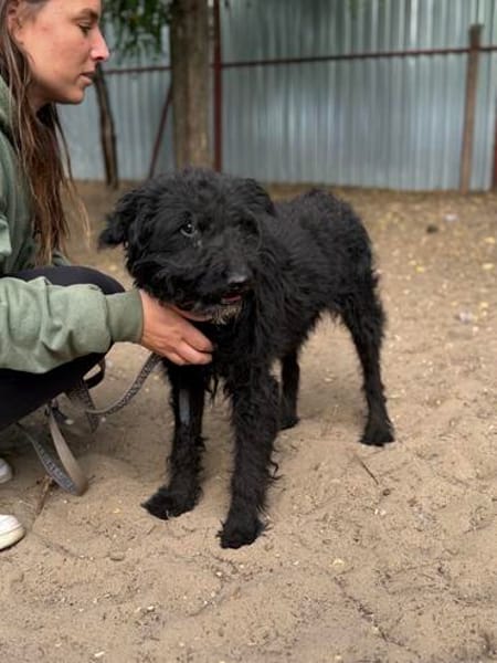 Gombi Liebevoller Senior sucht sein Happy-End!