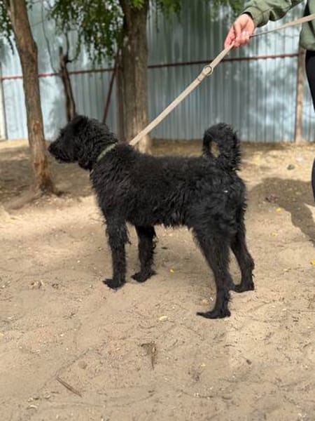 Gombi Liebevoller Senior sucht sein Happy-End!