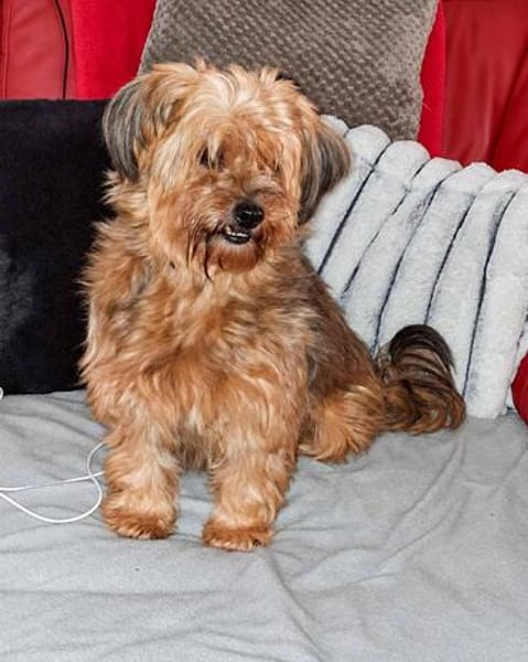AMBAR ❤ Yorkie Mix Hündin