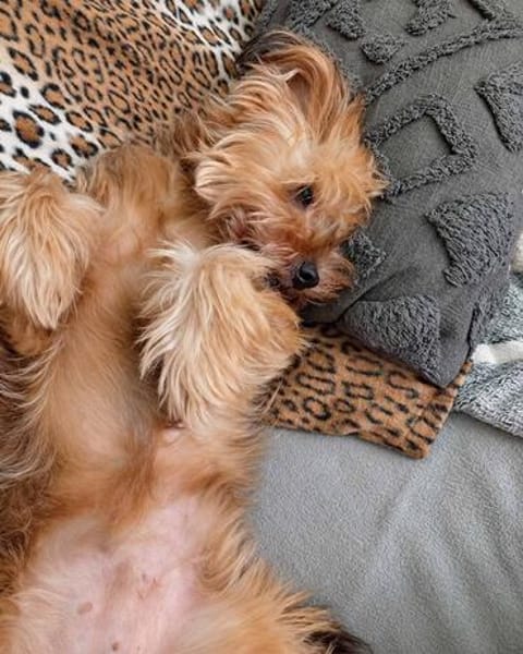 AMBAR ❤ Yorkie Mix Hündin