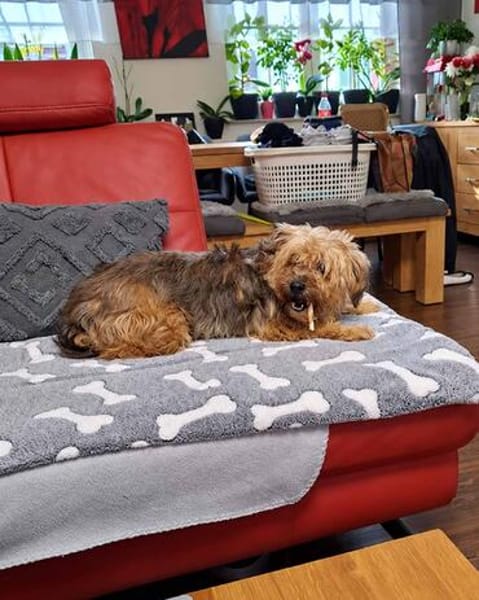 AMBAR ❤ Yorkie Mix Hündin