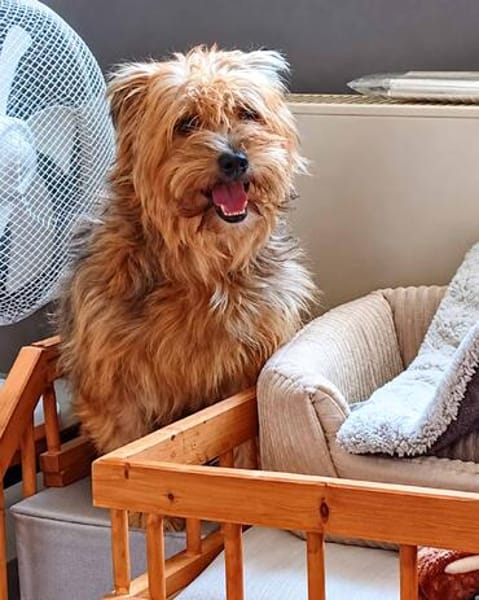 AMBAR ❤ Yorkie Mix Hündin