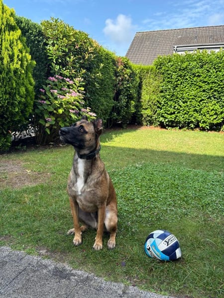 Knox auf einer Pflegestelle in 47638 Straelen