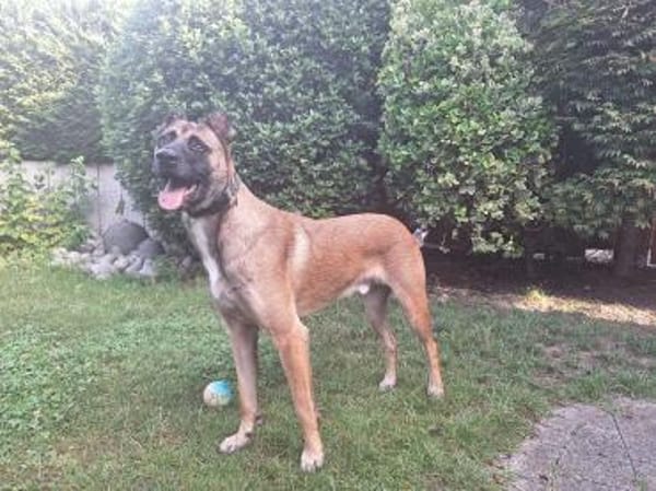 Knox auf einer Pflegestelle in 47638 Straelen