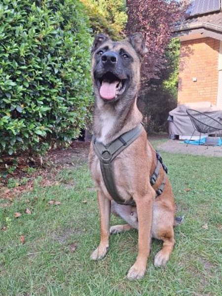 Knox auf einer Pflegestelle in 47638 Straelen