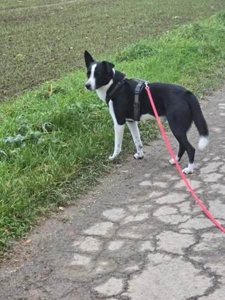 Käthe+Fritz, Herrchen verstorben suchen neues Zuhause