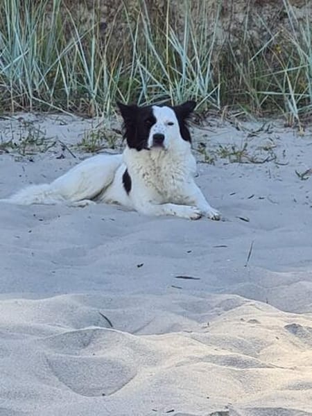 Käthe+Fritz, Herrchen verstorben suchen neues Zuhause