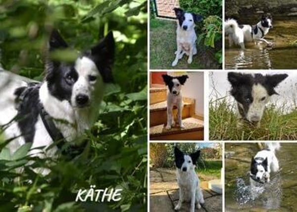 Käthe+Fritz, Herrchen verstorben suchen neues Zuhause