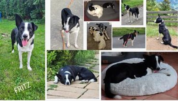 Käthe+Fritz, Herrchen verstorben suchen neues Zuhause