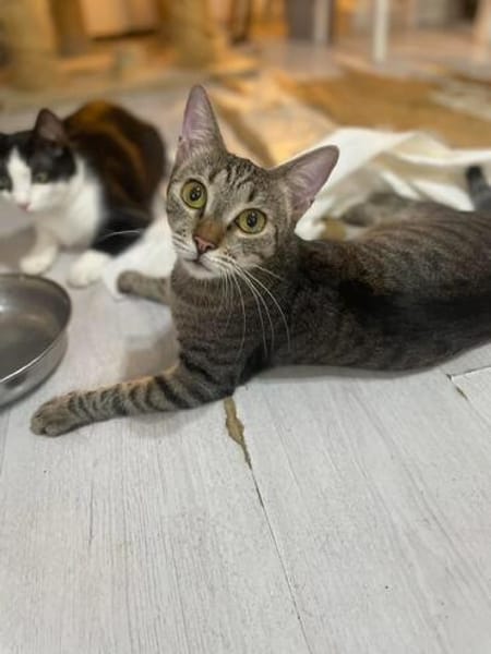Kiki sucht tolles zu Hause