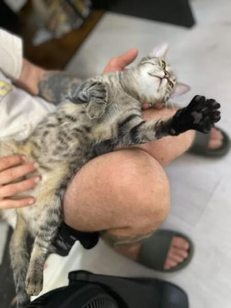 Kiki sucht tolles zu Hause