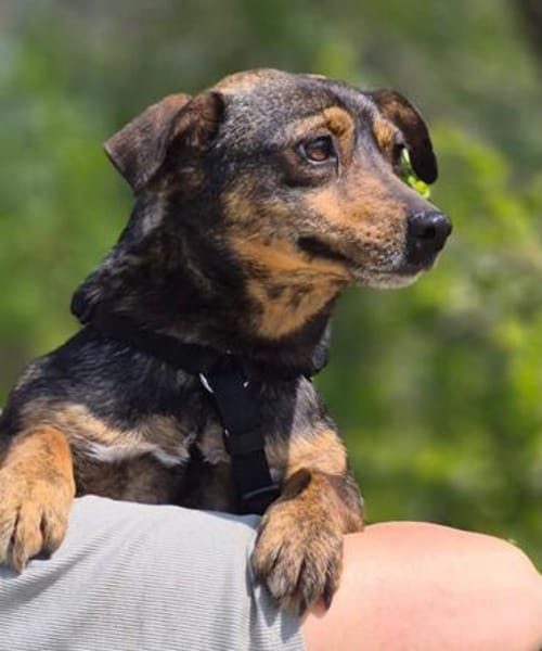 Kleine Monny -  sucht großes Herz 💕 E