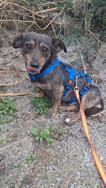 Kleine Monny -  sucht großes Herz 💕 E